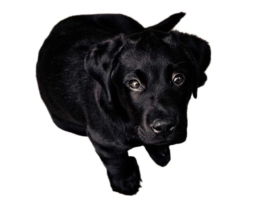 The hard case — black dog, dark floor — after