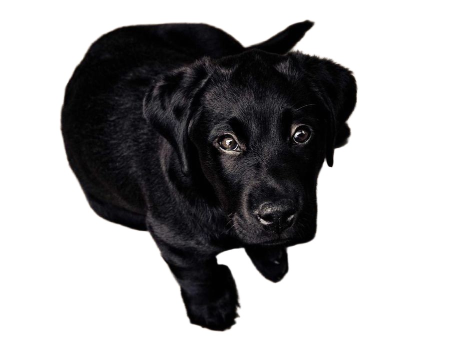 Black dog cleanly separated from a dark wooden floor