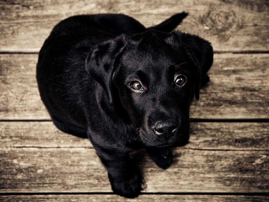The hard case — black dog, dark floor — before